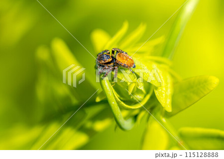 ゼンマイの葉の上のハエトリグモ～春の風景～ 115128888