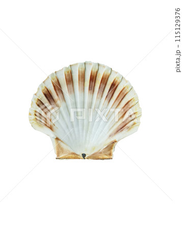 Close up of ocean shell isolated on white background Close up of ocean shell isolated on white background 115129376