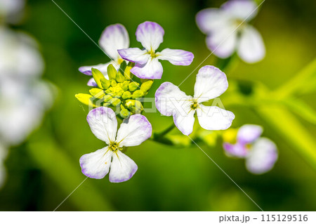 春の光～大根の花～ 115129516