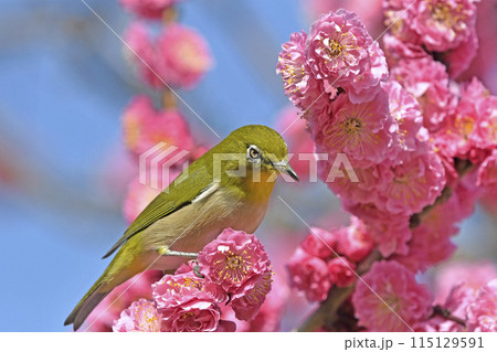 満開の紅梅にメジロさん （ 春イメージ ） 115129591