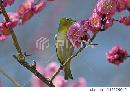 満開の紅梅にメジロさん （ 春イメージ ） 115129645