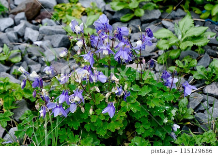 【北海道】自生しているミヤマオダマキ 【北海道】自生しているミヤマオダマキ 115129686