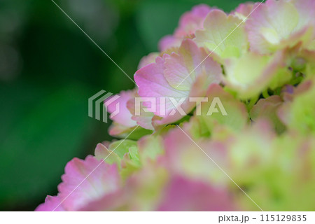 紫陽花 115129835