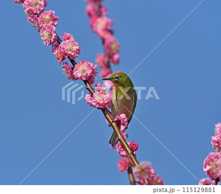 満開の紅梅にメジロさん ( 躍動イメージ )( 春イメージ ) 満開の紅梅にメジロさん ( 躍動イメージ )( 春イメージ ) 115129881
