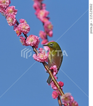 満開の紅梅にメジロさん （ 躍動イメージ ）（ 春イメージ ） 115129882