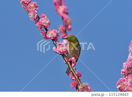 満開の紅梅にメジロさん （ 躍動イメージ ）（ 春イメージ ） 115129883