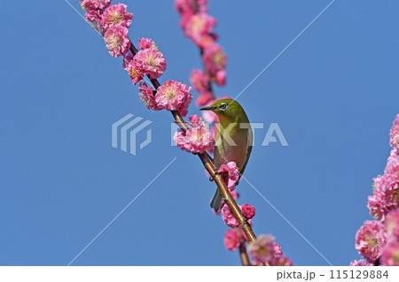 満開の紅梅にメジロさん （ 躍動イメージ ）（ 春イメージ ） 115129884
