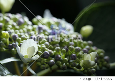 紫陽花 紫陽花 115129905