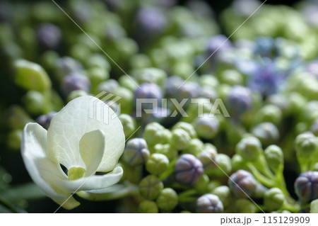 紫陽花 紫陽花 115129909