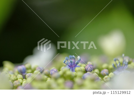 紫陽花 115129912