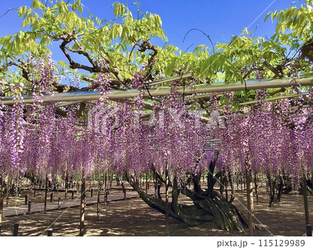 青空に映える満開の五万石藤の花〈岡崎城公園(五万石藤棚)/愛知県岡崎市〉 115129989