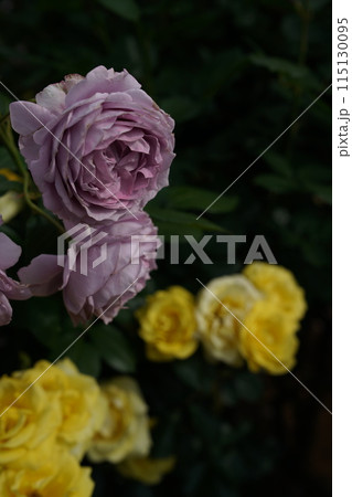 満開の薔薇 Novalis 115130095