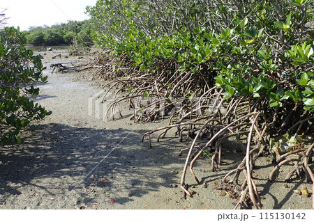 マングローブ林 115130142