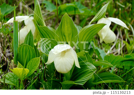 【北海道】群生するレブンアツモリソウ（礼文島） 115130213