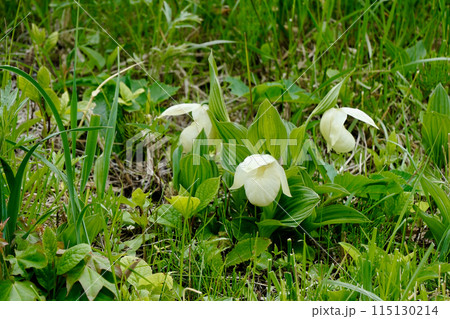 【北海道】群生するレブンアツモリソウ（礼文島） 115130214
