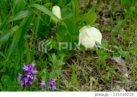 【北海道】群生するレブンアツモリソウとハクサンチドリ（礼文島） 115130219