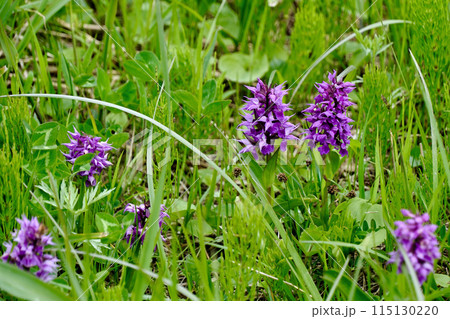 【北海道】群生するハクサンチドリ（礼文島） 115130220