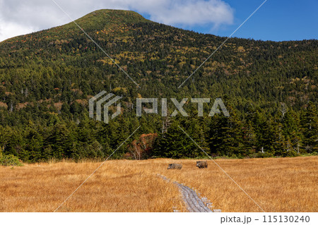 吾妻連峰・谷地平に現れたイノシシ 115130240