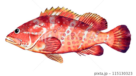 手描きさかな 115130323