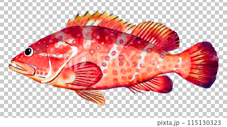 Hand drawn fish Hand drawn fish 115130323