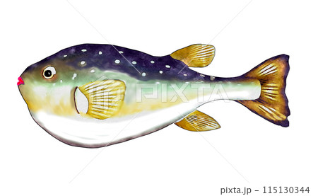 手描きフグ 手描きフグ 115130344