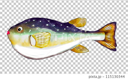 手描きフグ 手描きフグ 115130344