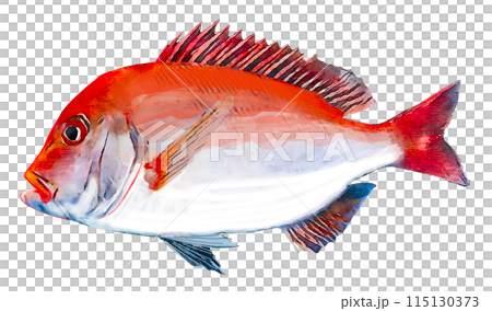 手繪鯛魚 手繪鯛魚 115130373