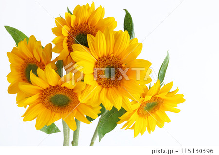 ひまわりの花束 ひまわりの花束 115130396
