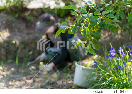 庭の手入れをするシニア女性 庭の手入れをするシニア女性 115130455