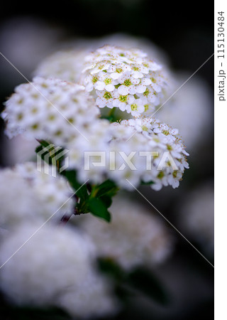 コデマリ コデマリ 115130484