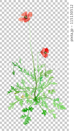 永見雛罌粟 永見雛罌粟 115130512