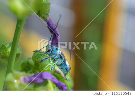 ラミーカミキリ 115130542