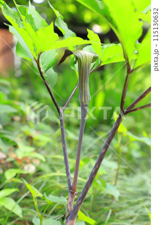 花を咲かせた蝮草(マムシグサ) 花を咲かせた蝮草(マムシグサ) 115130632