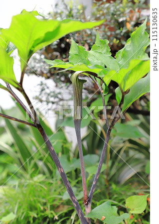 花を咲かせた蝮草（マムシグサ）　 115130635