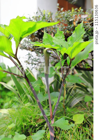 花を咲かせた蝮草（マムシグサ）　 115130636