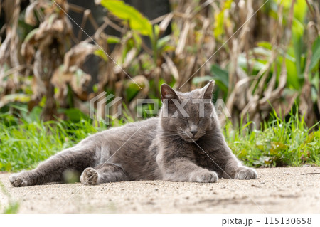 自然公園の芭蕉の木の下でスフィンクスみたいなポーズでお昼寝してるグレーの毛並みの野良猫 115130658