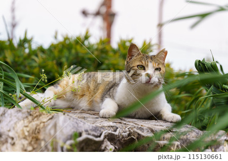 春に花畑の中心に座ってる三毛猫柄の野良猫 115130661