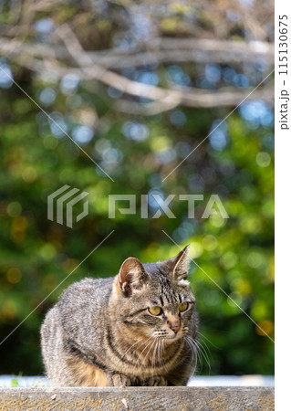 背景の玉ボケが綺麗な階段の上に香箱座りしてるキジトラ柄の野良猫 115130675