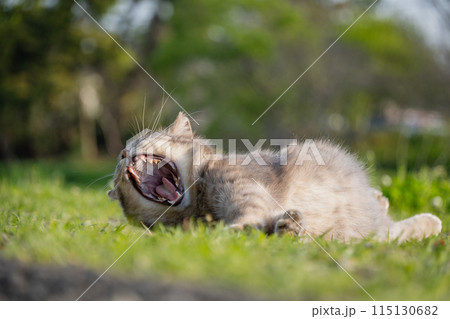 自然公園の草むらの日向でリラックスして寝転がってるかわいいもふもふなサバトラ柄の野良猫 115130682