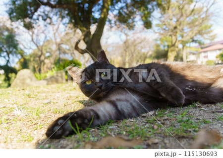 人の影の中にいる自然公園の黒猫だけどしましま模様もある野良猫 115130693