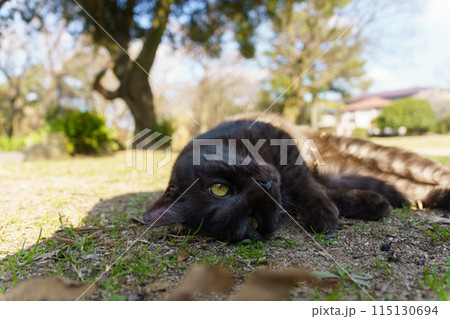 人の影の中にいる自然公園の黒猫だけどしましま模様もある野良猫 115130694