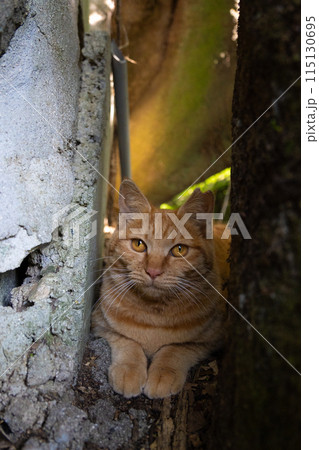 石の隙間から覗いて前足で猫パンチしてくる茶トラ柄の野良猫 115130695