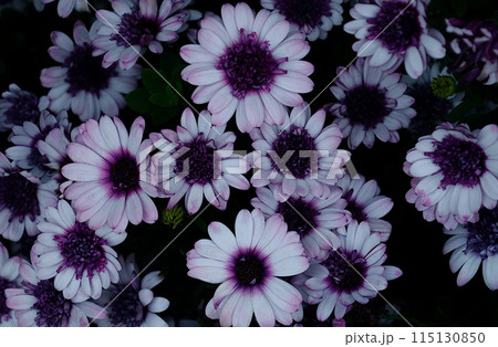 クローズアップ：ダブルオステオスペルマム、3Dシリーズの薄紫の花 115130850