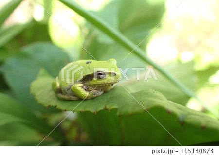 ニホンアマガエル ニホンアマガエル 115130873