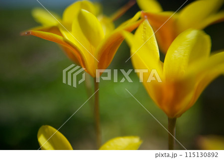 黄と朱のコントラスト、原種チューリップ「クルシアナ・クリサンサ」、鮮やかな黄の花は金運に良い? 黄と朱のコントラスト、原種チューリップ「クルシアナ・クリサンサ」、鮮やかな黄の花は金運に良い? 115130892
