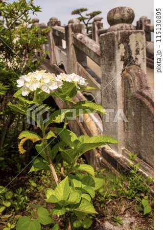 石の壁と咲き始めた紫陽花 石の壁と咲き始めた紫陽花 115130895