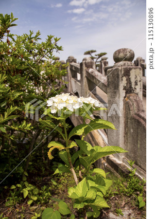 石橋と紫陽花 石橋と紫陽花 115130896