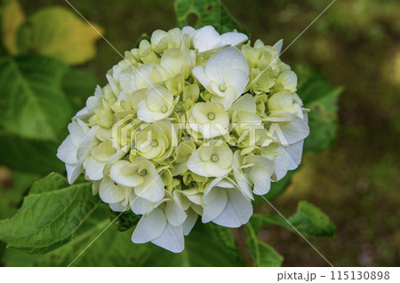 白い紫陽花 白い紫陽花 115130898