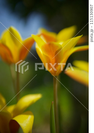 黄と朱のコントラスト、原種チューリップ「クルシアナ・クリサンサ」、鮮やかな黄の花は金運に良い？ 115130907