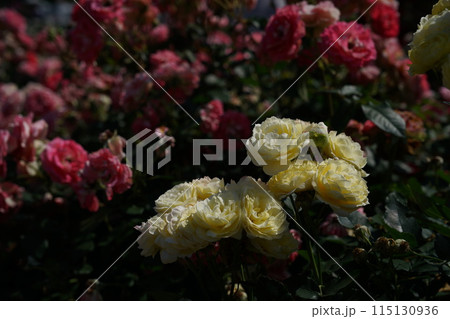 満開の黄薔薇 恋きらら 115130936